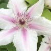 Corinne Clematis - 1 Gallon Pot 1 Corinne Clematis - 1 Gallon Pot -Flowers World Shop clematis corinne 16