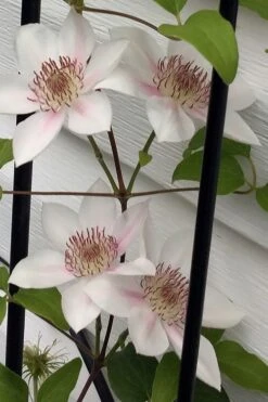 Corinne Clematis - 1 Gallon Pot 16 Corinne Clematis - 1 Gallon Pot -Flowers World Shop clematis corinne 17