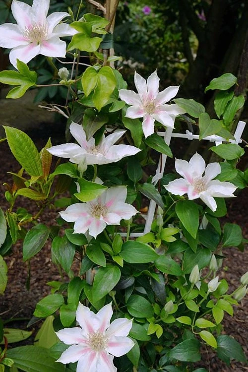 Corinne Clematis - 1 Gallon Pot 10 Corinne Clematis - 1 Gallon Pot - Image 8