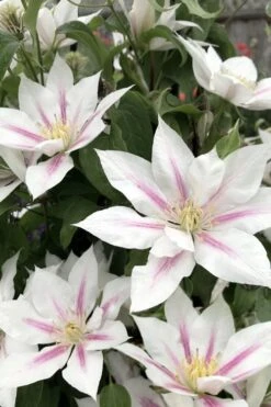Corinne Clematis - 1 Gallon Pot 14 Corinne Clematis - 1 Gallon Pot -Flowers World Shop clematis corinne 2
