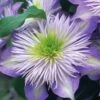 Crystal Fountain Clematis - 1 Gallon Pot -Flowers World Shop clematis crystal fountain 1