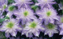 Crystal Fountain Clematis - 1 Gallon Pot -Flowers World Shop clematis crystal fountain 2