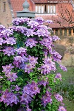 Crystal Fountain Clematis - 1 Gallon Pot -Flowers World Shop clematis crystal fountain 3