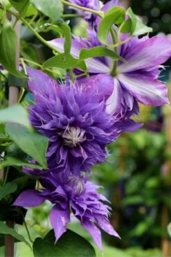 Diamantina Clematis - 1 Gallon Pot 10 Diamantina Clematis - 1 Gallon Pot -Flowers World Shop clematis diamantina 1