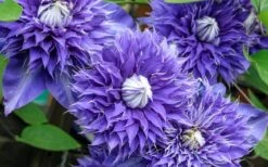 Diamantina Clematis - 1 Gallon Pot 11 Diamantina Clematis - 1 Gallon Pot -Flowers World Shop clematis diamantina 6