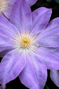 Diana's Delight Clematis - 1 Gallon Pot -Flowers World Shop clematis dianas delight 1
