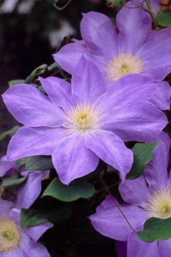 Diana's Delight Clematis - 1 Gallon Pot -Flowers World Shop clematis dianas delight 2