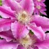 Dr. Ruppel Clematis - 1 Gallon Pot 2 Dr. Ruppel Clematis - 1 Gallon Pot -Flowers World Shop clematis dr ruppel 10