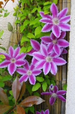 Dr. Ruppel Clematis - 1 Gallon Pot -Flowers World Shop clematis dr ruppel 11
