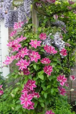 Dr. Ruppel Clematis - 1 Gallon Pot -Flowers World Shop clematis dr ruppel 12