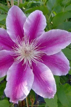 Dr. Ruppel Clematis - 1 Gallon Pot -Flowers World Shop clematis dr ruppel 2