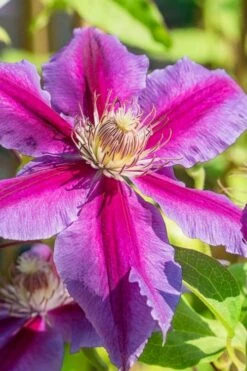 Dr. Ruppel Clematis - 1 Gallon Pot -Flowers World Shop clematis dr ruppel 3