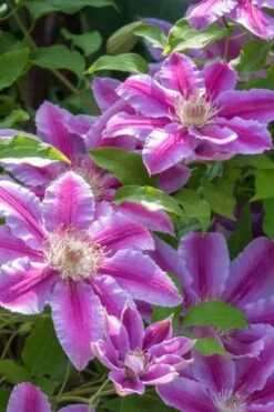 Dr. Ruppel Clematis - 1 Gallon Pot -Flowers World Shop clematis dr ruppel 4