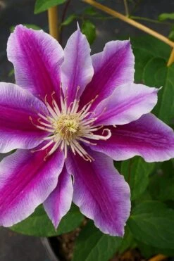 Dr. Ruppel Clematis - 1 Gallon Pot -Flowers World Shop clematis dr ruppel 7