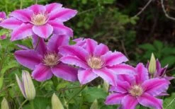 Dr. Ruppel Clematis - 1 Gallon Pot -Flowers World Shop clematis dr ruppel 8