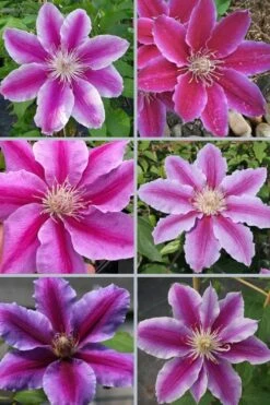 Dr. Ruppel Clematis - 1 Gallon Pot -Flowers World Shop clematis dr ruppel 9