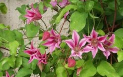 Duchess Of Albany Clematis - 1 Gallon Pot -Flowers World Shop clematis duchess of albany 6