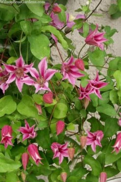 Duchess Of Albany Clematis - 1 Gallon Pot -Flowers World Shop clematis duchess of albany 7