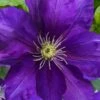 Duchess Of Cornwall Clematis- 1 Gallon Pot 2 Duchess Of Cornwall Clematis- 1 Gallon Pot -Flowers World Shop clematis duchess of cornwall 3