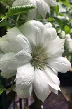 Duchess Of Edinburgh Clematis - 2 Gallon Pot