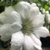 Duchess Of Edinburgh Clematis - 1 Gallon Pot -Flowers World Shop clematis duchess of edinburgh 5