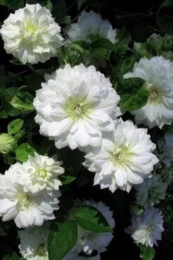 Duchess Of Edinburgh Clematis - 1 Gallon Pot -Flowers World Shop clematis duchess of edinburgh 7