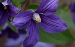Durandii Clematis - 1 Gallon Pot -Flowers World Shop clematis durandii 12