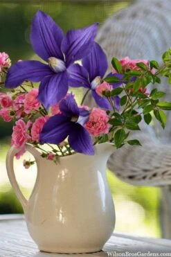 Durandii Clematis - 1 Gallon Pot -Flowers World Shop clematis durandii 13