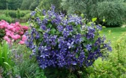 Durandii Clematis - 1 Gallon Pot -Flowers World Shop clematis durandii 3