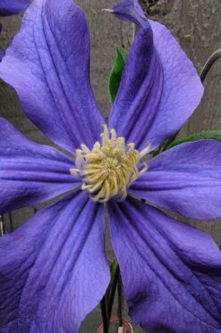 Durandii Clematis - 1 Gallon Pot -Flowers World Shop clematis durandii 4