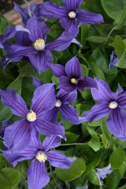 Durandii Clematis - 1 Gallon Pot -Flowers World Shop clematis durandii 5