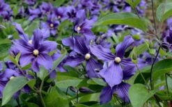 Durandii Clematis - 1 Gallon Pot -Flowers World Shop clematis durandii 6