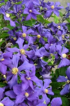 Durandii Clematis - 1 Gallon Pot -Flowers World Shop clematis durandii 7