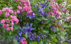 Durandii Clematis - 1 Gallon Pot -Flowers World Shop clematis durandii 8