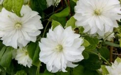 Duchess Of Edinburgh Clematis - 1 Gallon Pot -Flowers World Shop clematis duschess of edinburgh 3