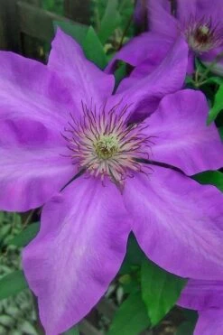 Elsa Spath Clematis - 1 Gallon Pot 11 Elsa Spath Clematis - 1 Gallon Pot -Flowers World Shop clematis elsa spath 7