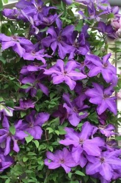 Elsa Spath Clematis - 1 Gallon Pot 10 Elsa Spath Clematis - 1 Gallon Pot -Flowers World Shop clematis elsa spath 9