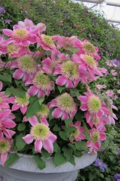 Empress Clematis - 1 Gallon Pot -Flowers World Shop clematis empress 4