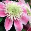 Empress Clematis - 1 Gallon Pot -Flowers World Shop clematis empress 6