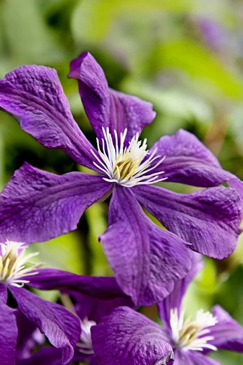 Etoile Violette Clematis - 1 Gallon Pot 10 Etoile Violette Clematis - 1 Gallon Pot - Image 8
