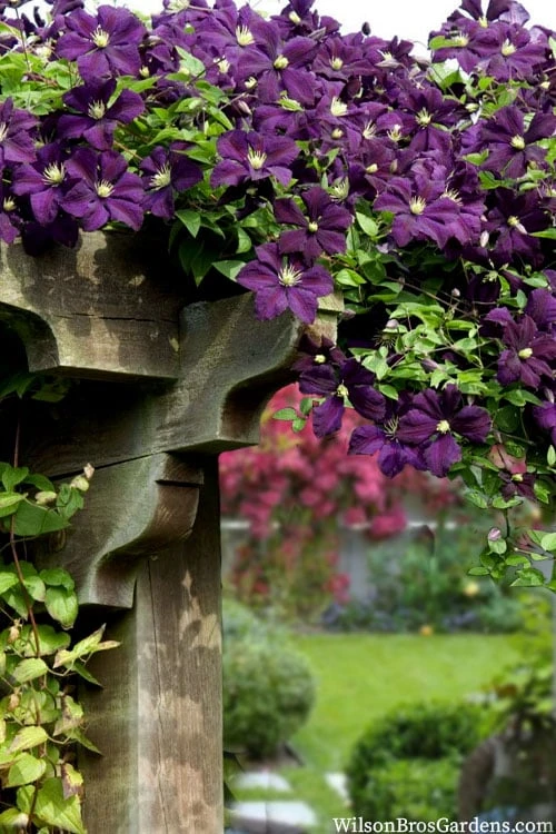 Etoile Violette Clematis - 1 Gallon Pot 8 Etoile Violette Clematis - 1 Gallon Pot - Image 6