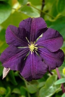 Etoile Violette Clematis - 1 Gallon Pot 13 Etoile Violette Clematis - 1 Gallon Pot -Flowers World Shop clematis etoile violette 13