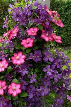 Etoile Violette Clematis - 1 Gallon Pot 14 Etoile Violette Clematis - 1 Gallon Pot -Flowers World Shop clematis etoile violette 4