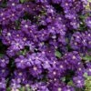 Etoile Violette Clematis - 1 Gallon Pot 1 Etoile Violette Clematis - 1 Gallon Pot -Flowers World Shop clematis etoile violette 8