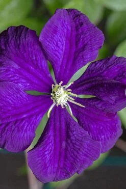 Etoile Violette Clematis - 1 Gallon Pot 16 Etoile Violette Clematis - 1 Gallon Pot -Flowers World Shop clematis etolie violette 1