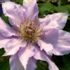Filigree Clematis - 1 Gallon Pot -Flowers World Shop clematis filigree 3