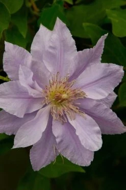 Filigree Clematis - 1 Gallon Pot 15 Filigree Clematis - 1 Gallon Pot -Flowers World Shop clematis filigree 4