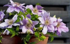 Filigree Clematis - 1 Gallon Pot 14 Filigree Clematis - 1 Gallon Pot -Flowers World Shop clematis filigree 7