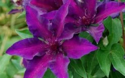 Fleuri Clematis - 1 Gallon Pot -Flowers World Shop clematis fleuri 10