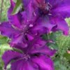 Fleuri Clematis - 1 Gallon Pot 1 Fleuri Clematis - 1 Gallon Pot -Flowers World Shop clematis fleuri 14